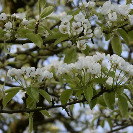 Hoeve Schevey * メッヘレン