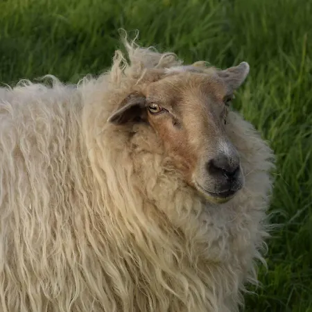 Hoeve Schevey Nyaraló