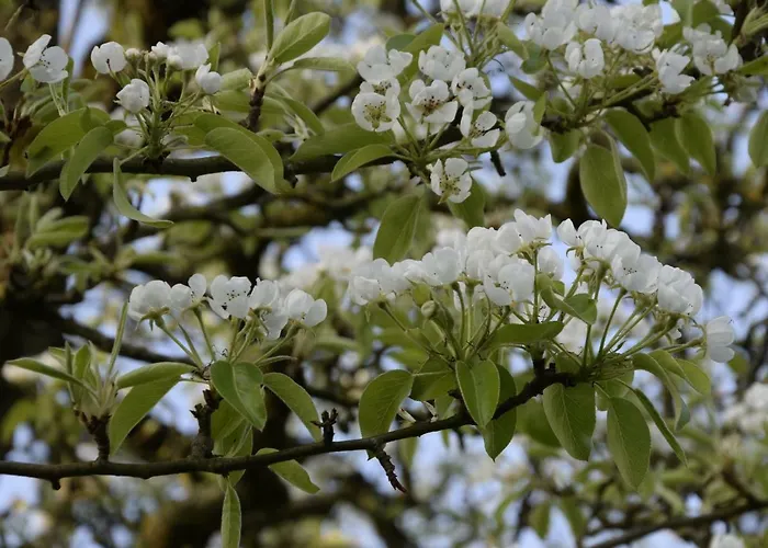 Hoeve Schevey * Mechelen