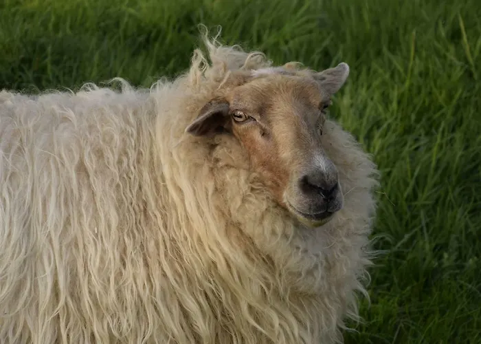 Hoeve Schevey Дом отдыха